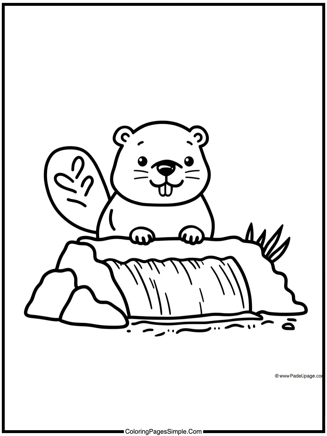 Cute beaver building a mini dam.