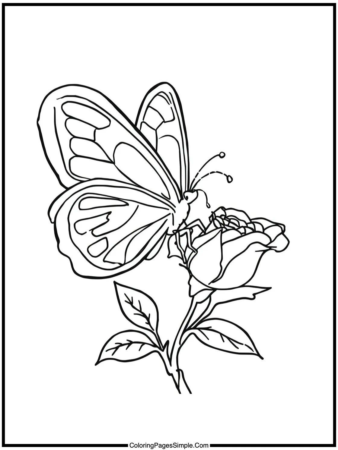 Gentle Butterfly Landing on a Rosebud.