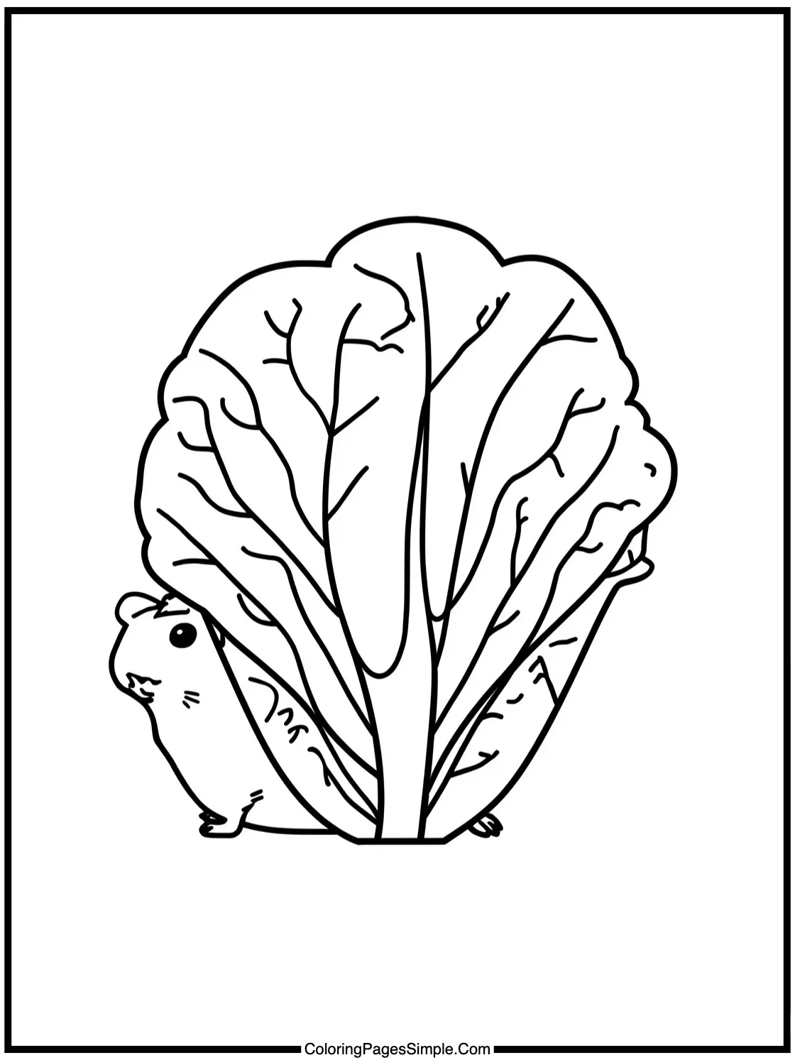 Guinea pig eating giant lettuce leaf.