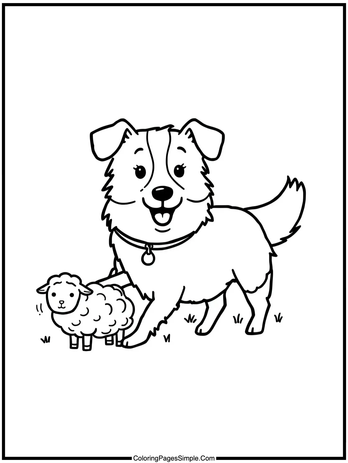 Happy Border Collie herding tiny sheep.