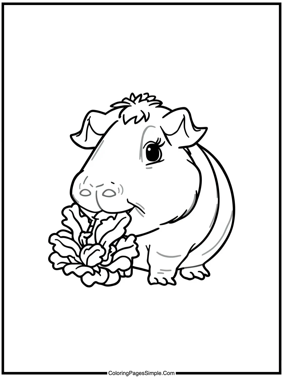 Happy Guinea Pig eating lettuce leaf.