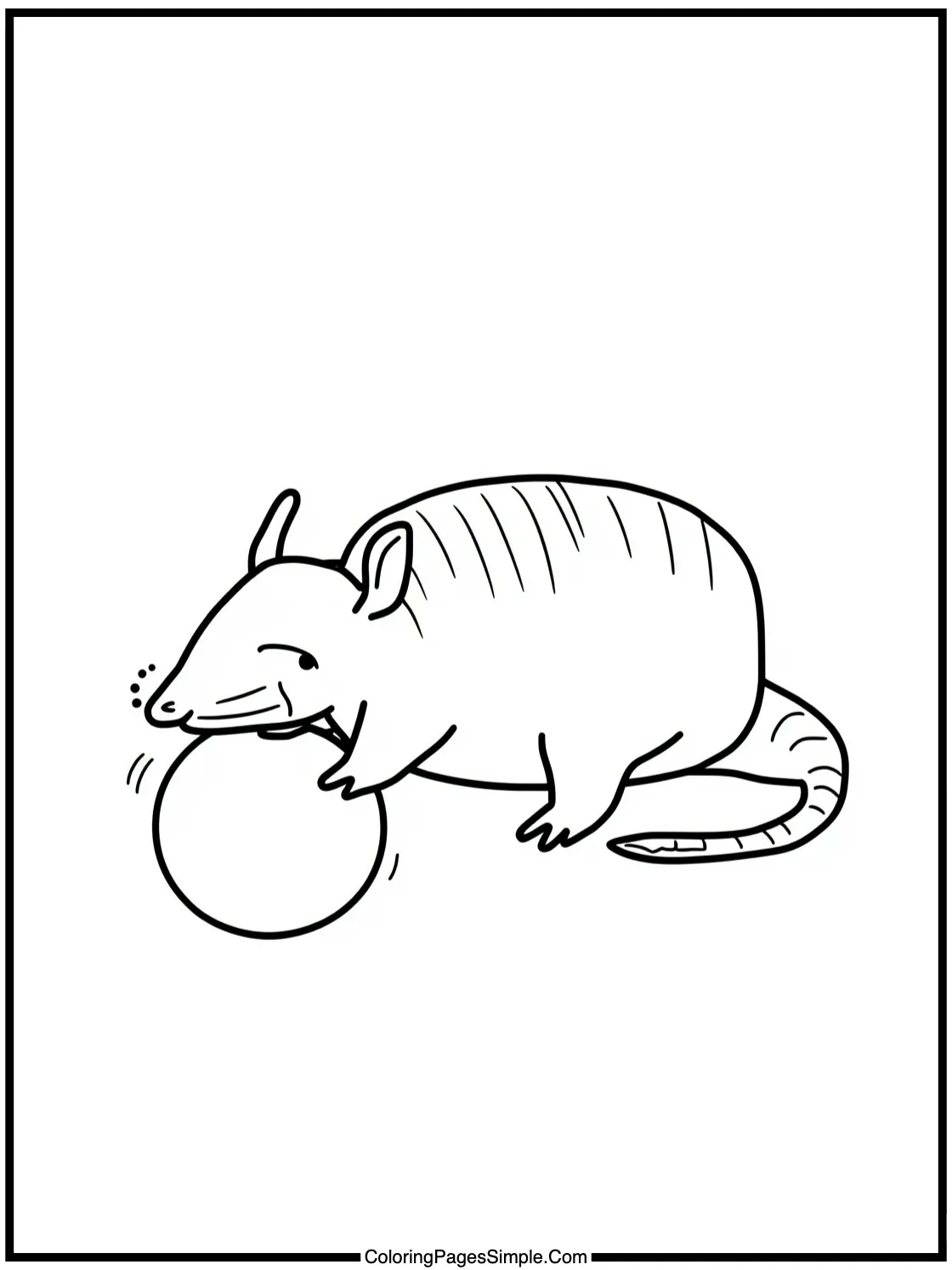 Little Armadillo rolling into a ball.