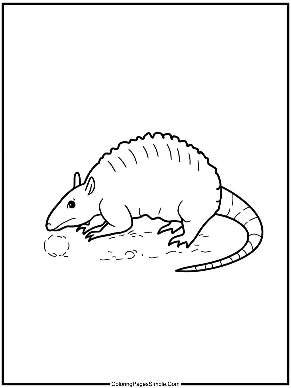 Little Armadillo rolling into a ball.