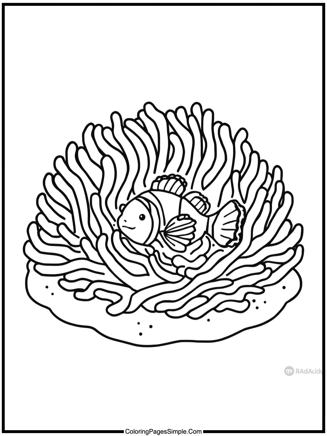 Little Clownfish hiding in a cozy anemone.